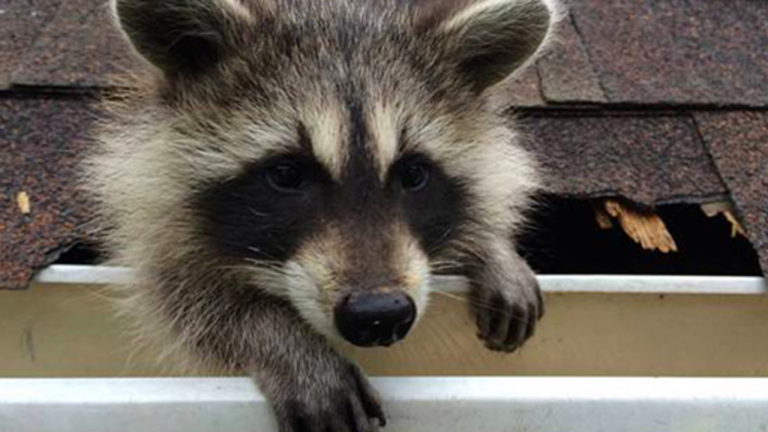 Animals That Can Be a Danger to a Residential Roof