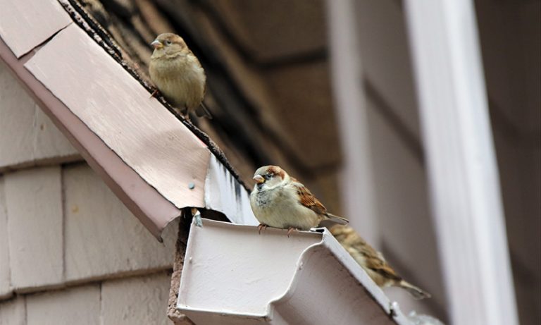 How to Get Rid of Birds on a Roof – part1