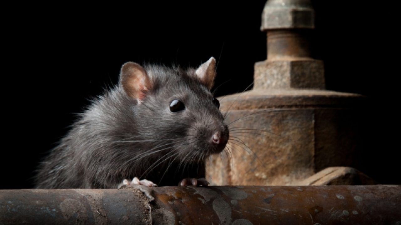 A Guide To Roof Rat Control And Prevention