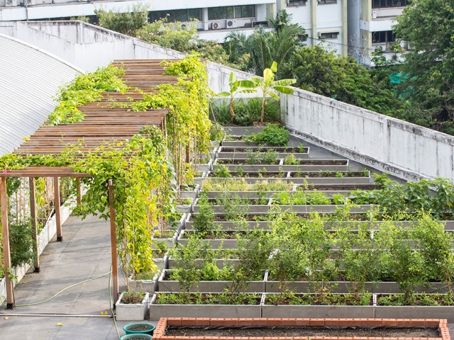 The Green Revolution: How Rooftop Gardens Are Transforming Urban Spaces